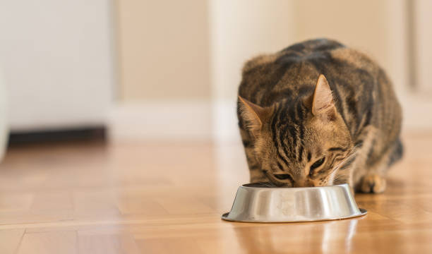 Beautiful domestic cat at home Beautiful feline cat eating on a metal bowl. Cute domestic animal. grey cat white paws stock pictures, royalty-free photos & images