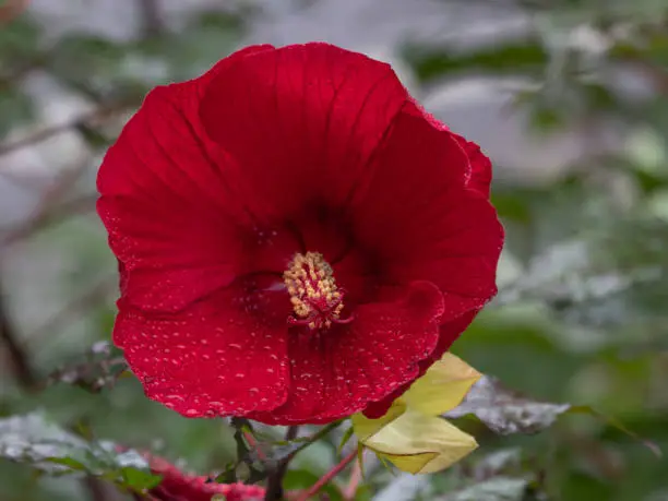 Bright red Hibiscus moscheutos flower in bloom attracts hummingbirds and butterflies