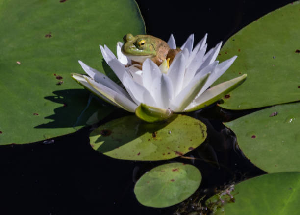 istock American Bullfrog sitting inside a white water lily 1042446536