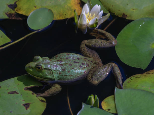 istock Bullfrog swimming through the lily pads 1042446768