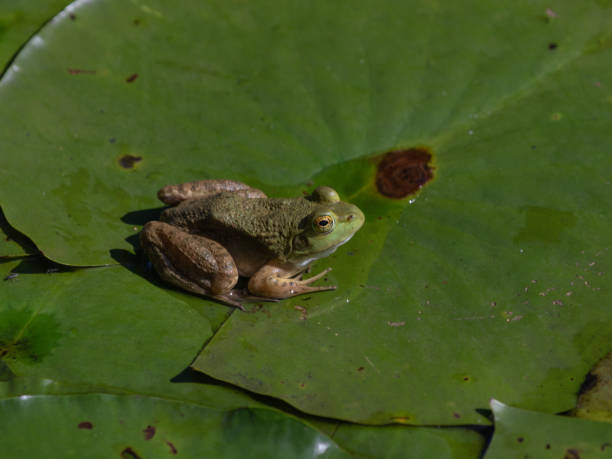 istock Bullfrog on large lily pad 1042446882