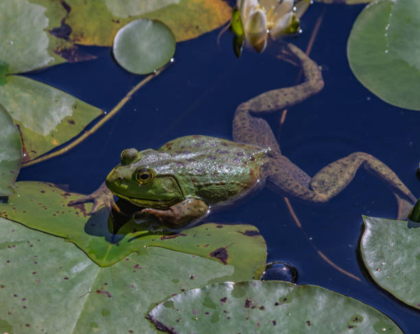 istock Bullfrog climbing onto lily pad 1042446890