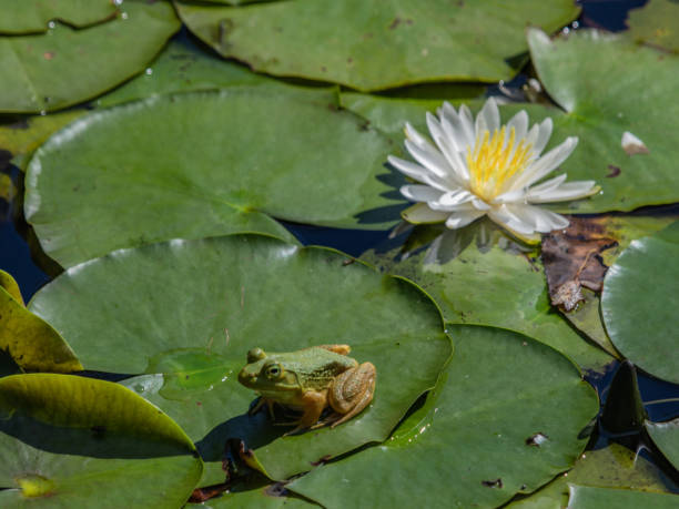 istock Pretty water lilies and Bullfrogs 1042446896