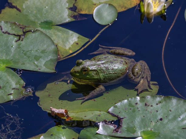 istock Bullfrog climbing onto lily pad 1042446976