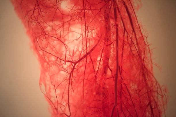 vasos sanguíneos de la pierna humana - vena humana fotografías e imágenes de stock