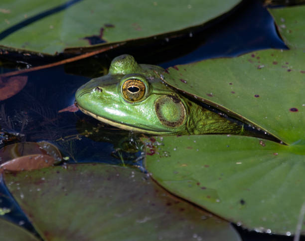 istock Bullfrog closeup in profile 1042447282