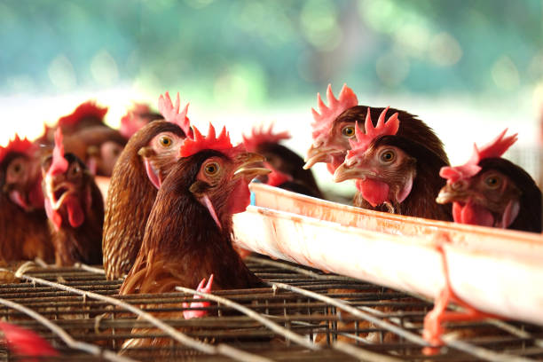 istock Chicken in a farm 1042449920