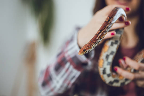 istock young woman holding snake 1042450136