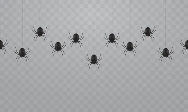 Vector illustration of Black hanging spiders on a transparent background. Scary spiders on cobwebs for Halloween.