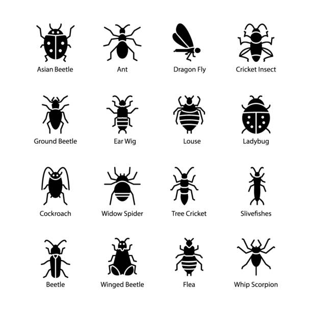 Insects Glyph Icons Here is a set of garden bug glyph vector icons.You can find almost any kind of insect icon belonging to the nature. This icon set is perfect for your dire needs of representing the soft side of the fauna. ground beetle stock illustrations