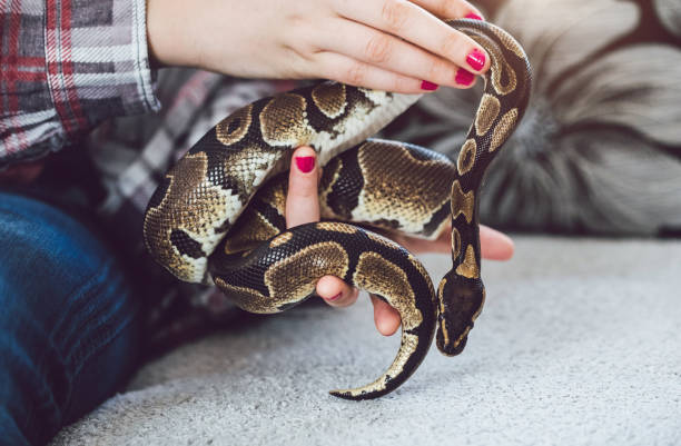 istock young woman holding snake 1042453768