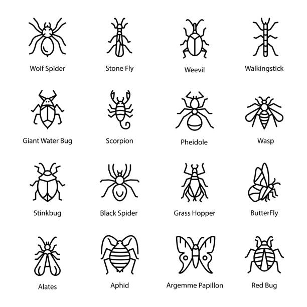 bildbanksillustrationer, clip art samt tecknat material och ikoner med insekt och bugg ikoner - pentatomidae