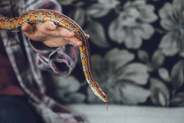istock young woman holding snake 1042454720
