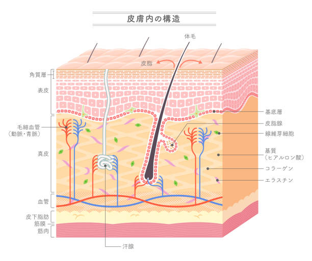 Structure in the skin_Japanese notation Structure in the skin_Japanese notation sweat gland stock illustrations