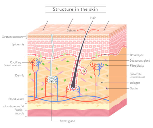 ilustraciones, imágenes clip art, dibujos animados e iconos de stock de estructura en la notación de skin_english - piel partes del cuerpo