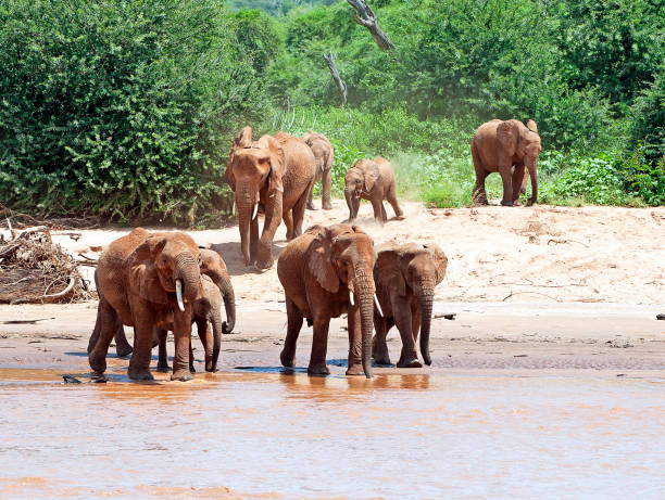 istock Bath time, Elephant herd, Samburu, Kenya, Africa 1042457920