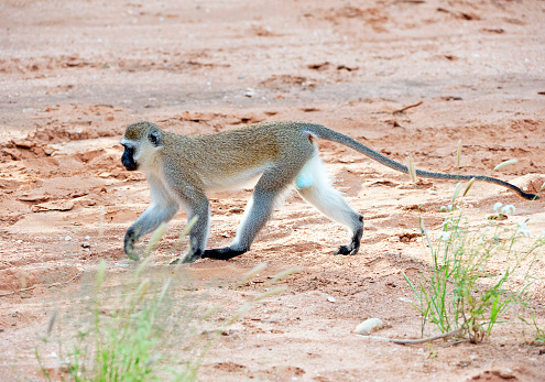 Wild northern plains gray langur monkey troop at Ranthambore National Park in Rajasthan, India Asia