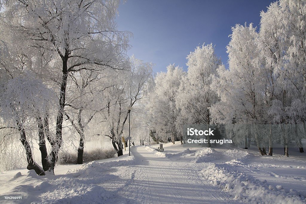 Froid journée - Photo de Arbre libre de droits