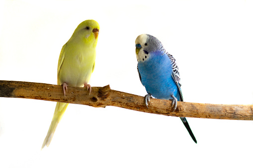 Two wavy parrots sit on a branch isolated on a white background. Birds