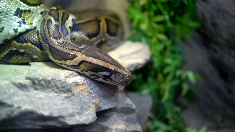 110+ Tigerpython - Lizenzfreie 4K- und HD Stock Videos - iStock