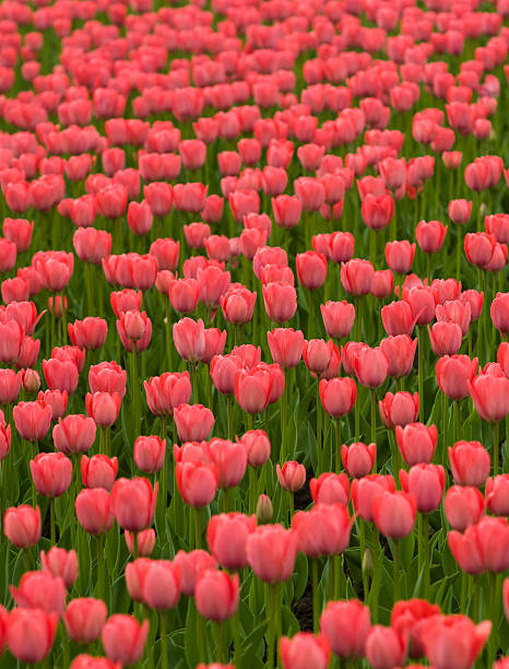Beautiful Red Tulips. stock photo