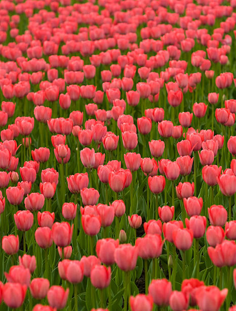 belo vermelho de tulipas. - parade tulip - fotografias e filmes do acervo