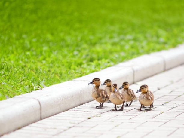 istock Ducklings walking on the road 1042471842