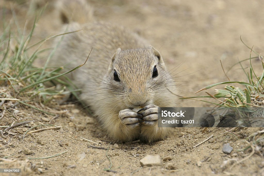 Cão da Pradaria - Foto de stock de Animal royalty-free