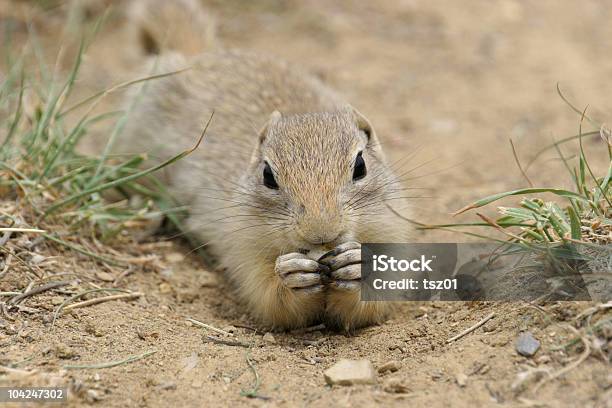 Foto de Cão Da Pradaria e mais fotos de stock de Animal - Animal, Animal selvagem, Arizona