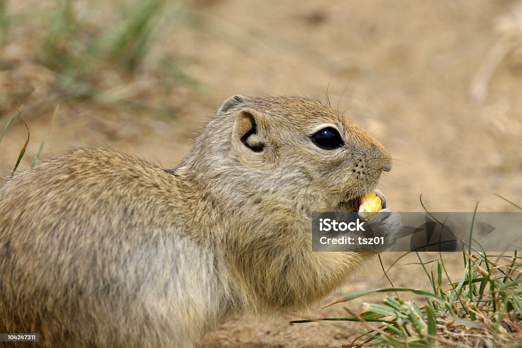 Cão-da-pradaria - Royalty-free Animal Foto de stock