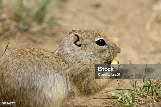 Cãodapradaria - Fotografias de stock e mais imagens de Animal - Animal, Animal selvagem, Arizona