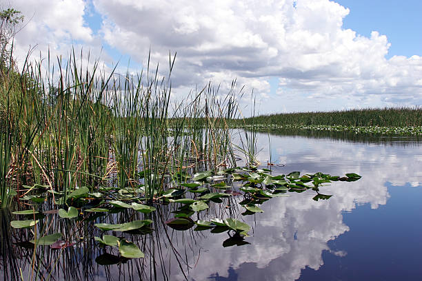 istock Lake reflecting clouds in Everglades National Park 104247417