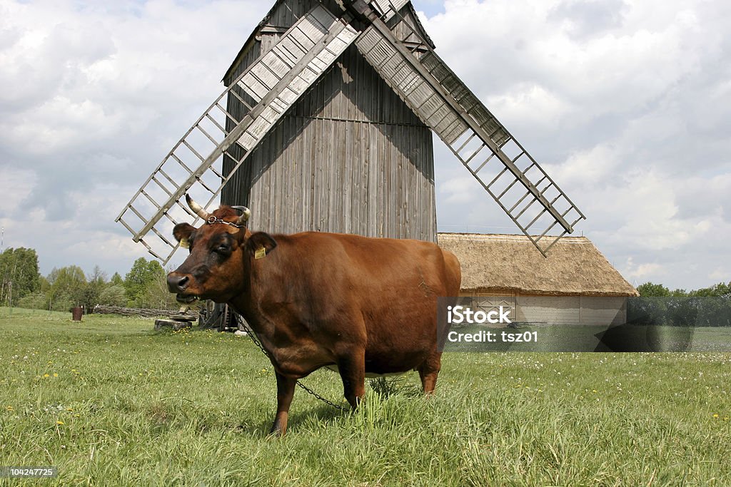 Vache avec un ancien moulin à l'arrière-plan - Photo de Agriculture libre de droits