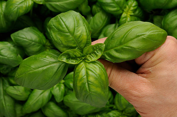 istock Hand holding  basil leaves . Basic ingredient of Pesto. 104248236