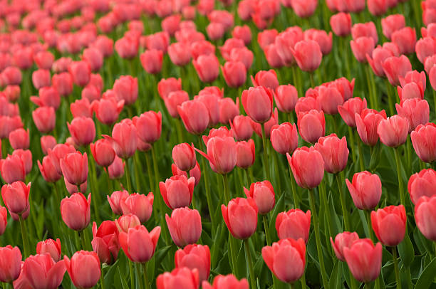 Red tulips. stock photo