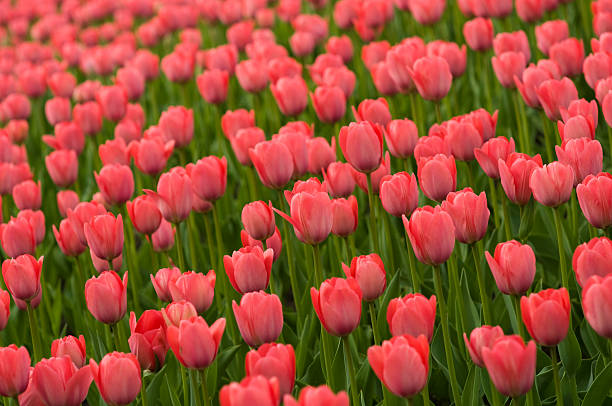 czerwone tulipany. - parade tulip zdjęcia i obrazy z banku zdjęć