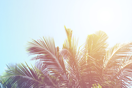 Coconut palm trees, summer background concept, vintage toned