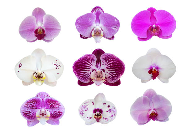 istock Orchid flowers collection isolated on white background, clipping path included 1042484442