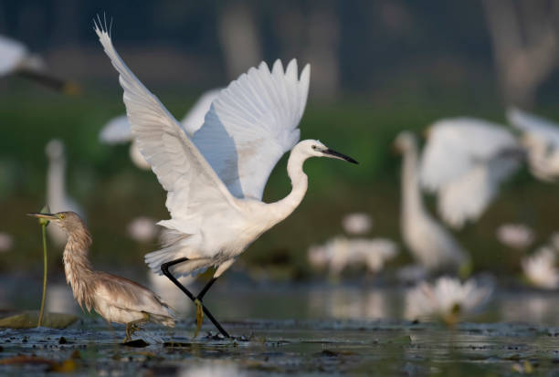 istock Little Egret fishing 1042484652