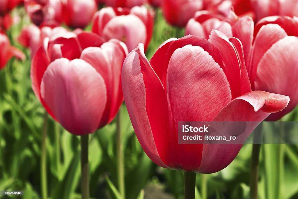 Belle tulipani rosa - Foto stock royalty-free di Aiuola