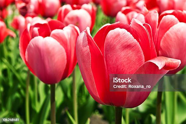 Belle Tulipani Rosa - Fotografie stock e altre immagini di Aiuola - Aiuola, Ambientazione esterna, Bellezza naturale