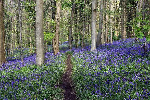 istock Bluebells in the forest 104248715