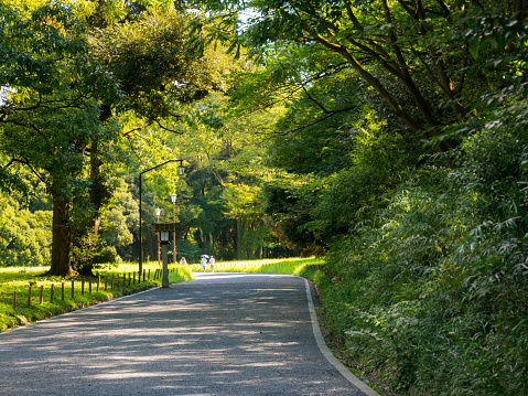 Yoyogi park in Tokyo is a famous place to relax and rest. Summer and green leaves