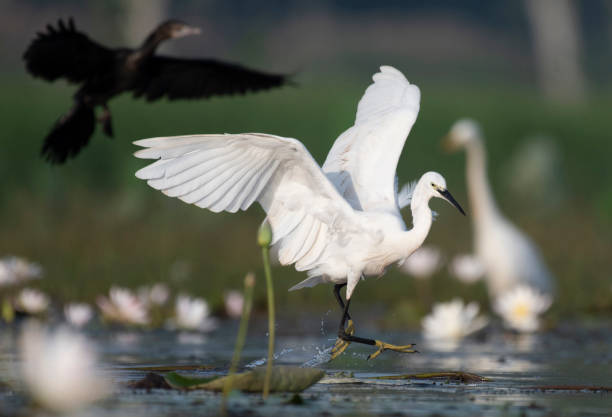 istock Little Egret with flowers 1042488372