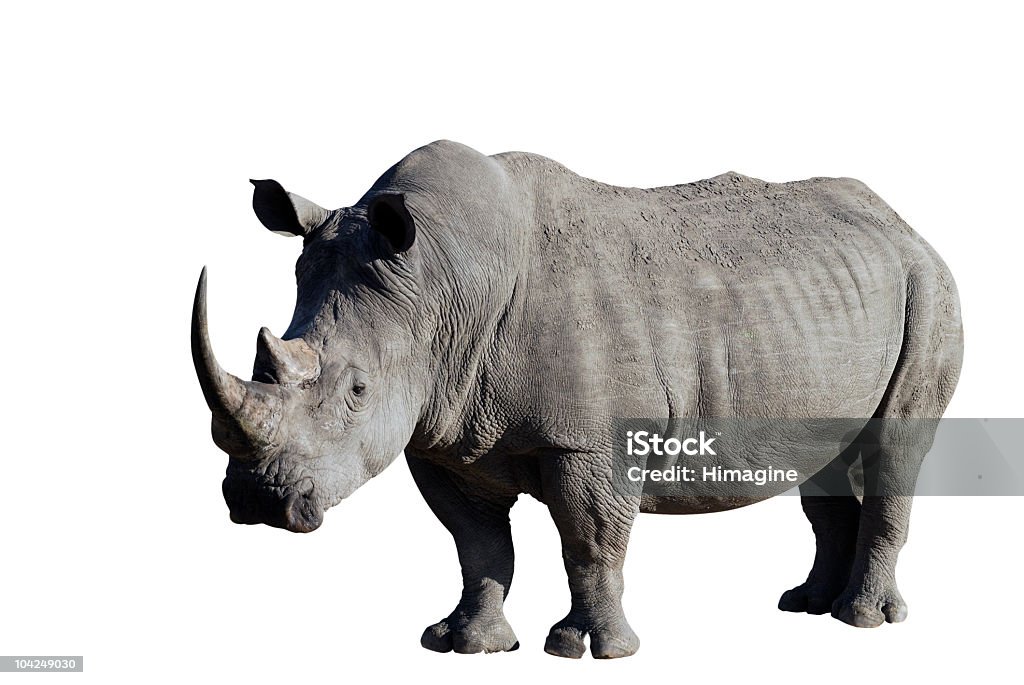 Носорог с Обтравка включен - Стоковые фото Носорог роялти-фри
