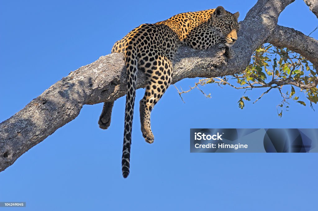 Leopard Schlafen auf dem Ast - Lizenzfrei Provinz Mpumalanga Stock-Foto