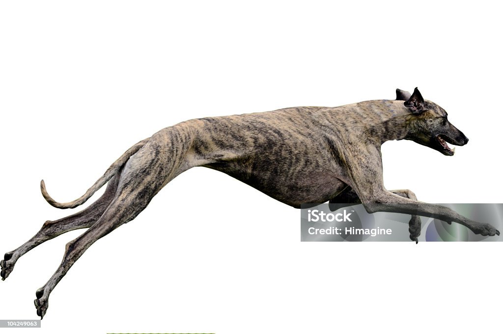 Greyhound coulant. Tracé de détourage inclus - Photo de Lévrier libre de droits