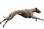 Greyhound coursing. Clipping path included