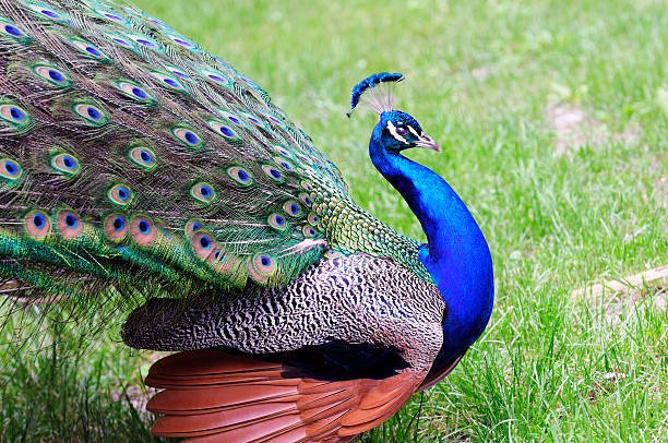 istock Male peacok displaying its feathers 104249077
