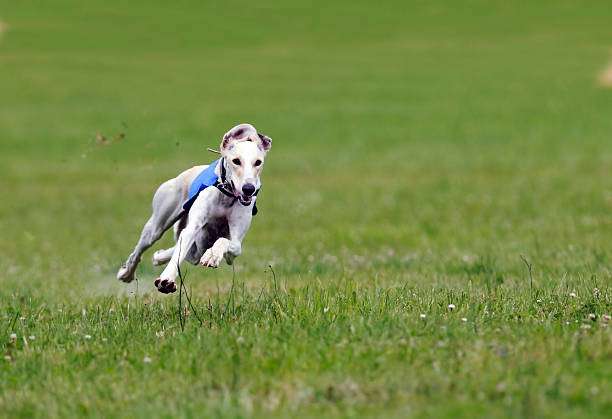 greyhound mit voller geschwindigkeit - windhund stock-fotos und bilder